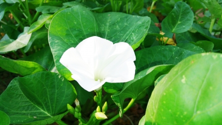 原创花摄影背景可商用