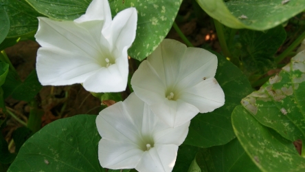 原创花摄影背景可商用