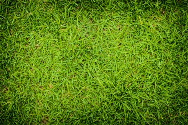绿色草坪高清图片