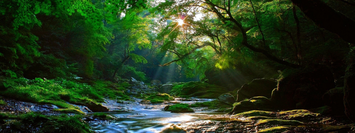 高清春天绿色森林背景