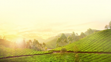 绿色茶叶村庄摄影风景壁纸