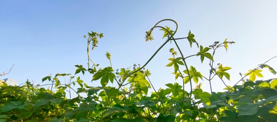 快图网独家原创植物背景