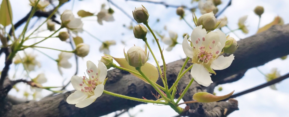 快图网独家原创桃花摄影图