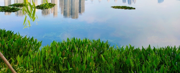 快图网原创水草池塘背景