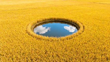 快图网原创稻田航拍摄影图