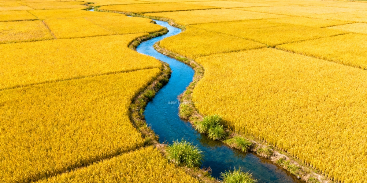 快图网原创稻田航拍摄影图