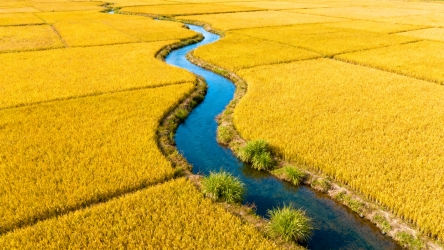 快图网原创稻田航拍摄影图