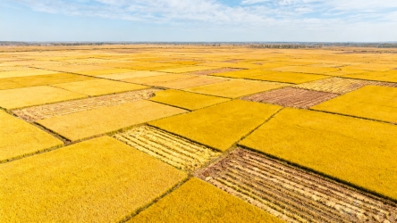 快图网原创稻田航拍摄影图
