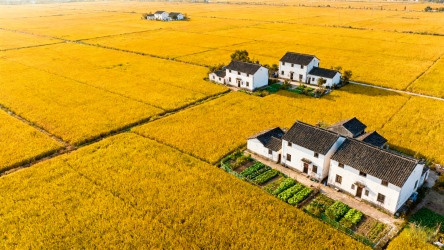 快图网原创稻田航拍摄影图