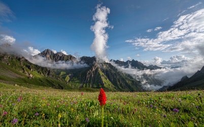 野花草地雪山摄影