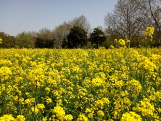 油菜花