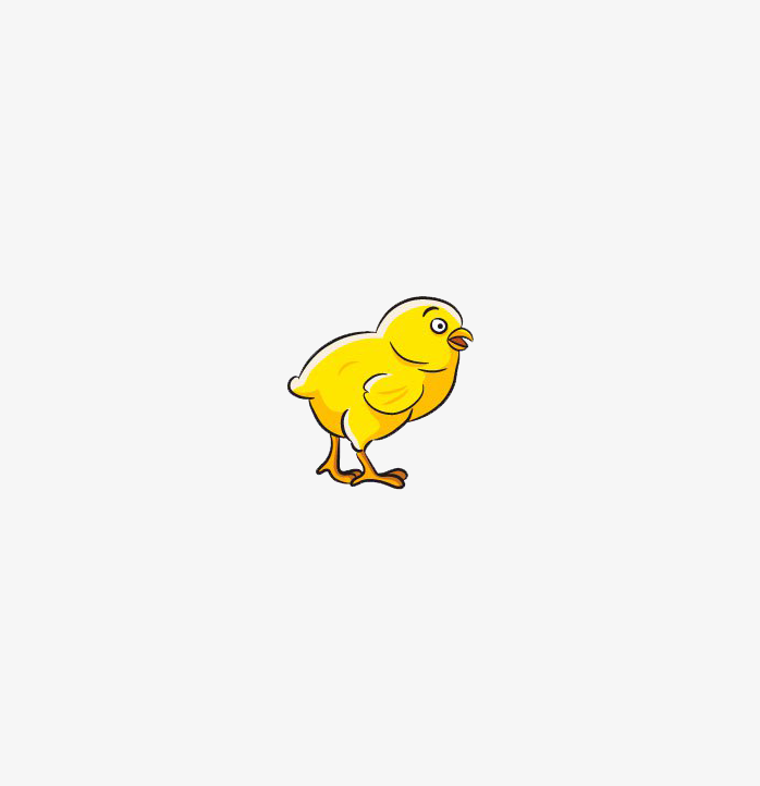 小鸡