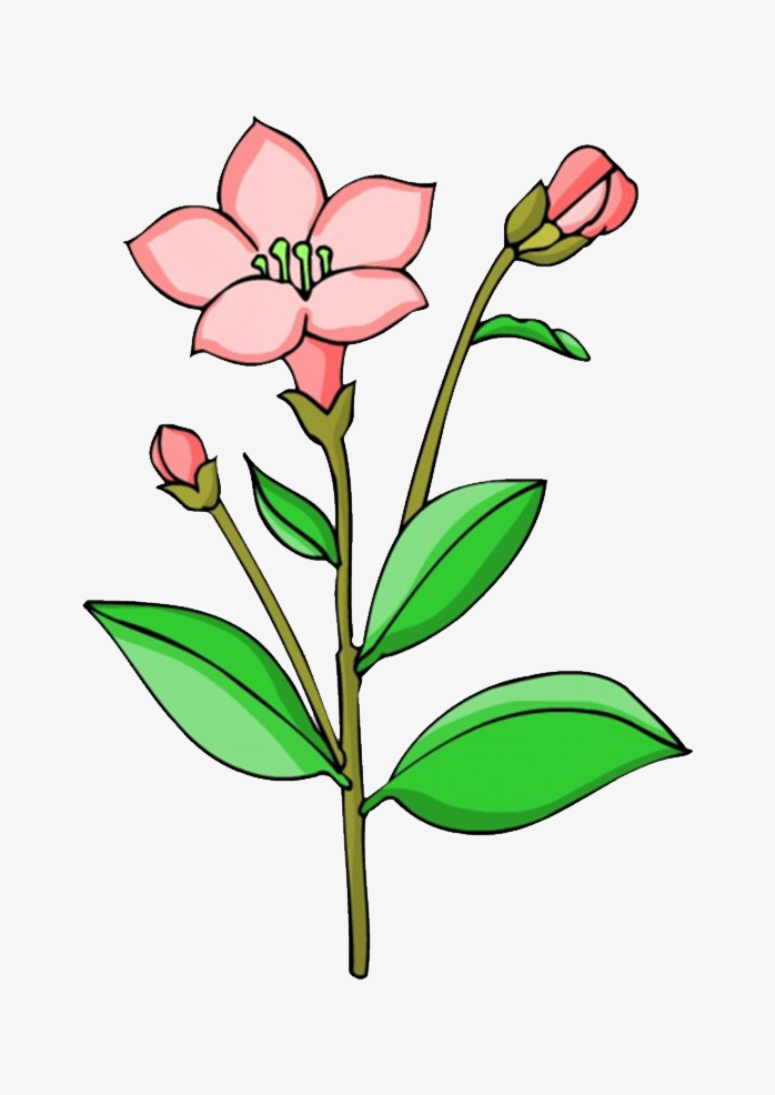 植物