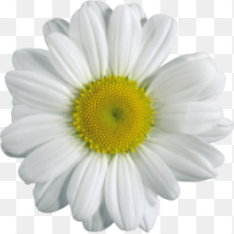 小花