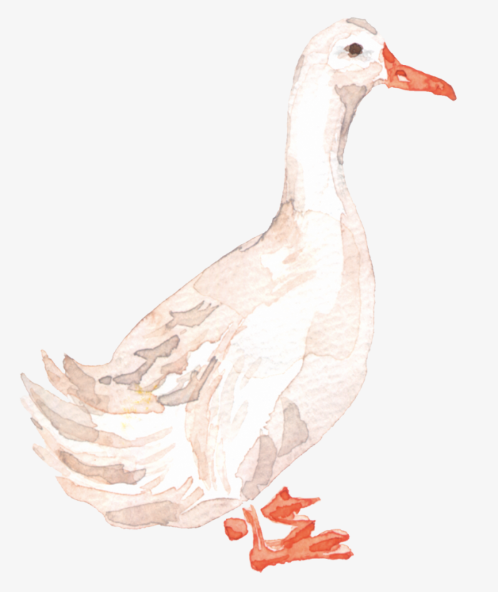 鸭子