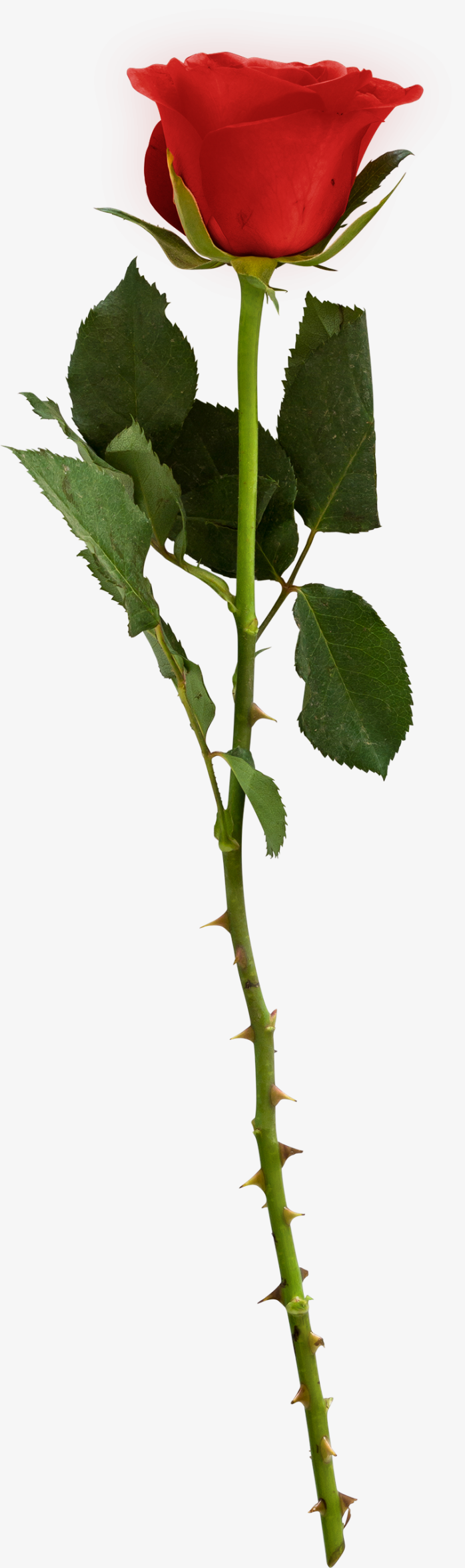 手绘真实玫瑰花藤一支