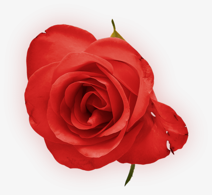 手绘真实红色玫瑰花朵