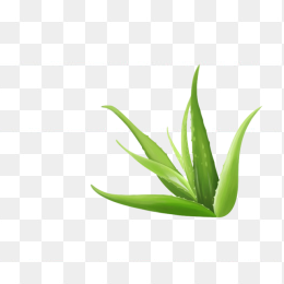 芦荟