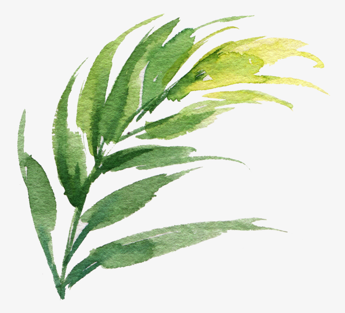 手绘插画叶