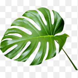 一片叶子