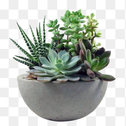 盆栽