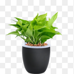 盆栽