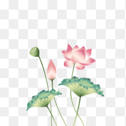 手绘荷花