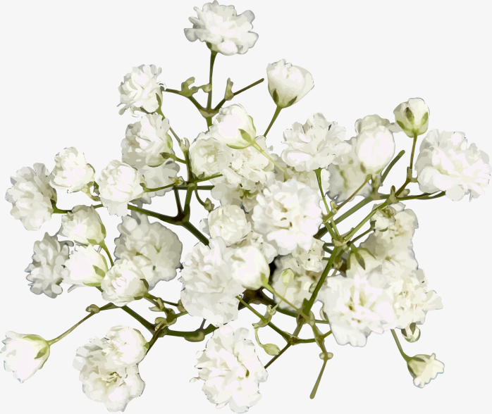 唯美花卉素材7
