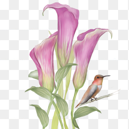 水彩手绘花朵鸟