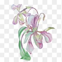 水彩手绘花朵