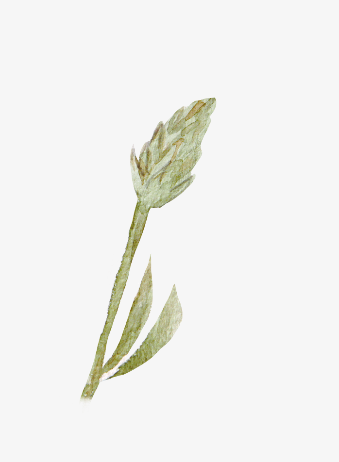 手绘水彩花朵唯美