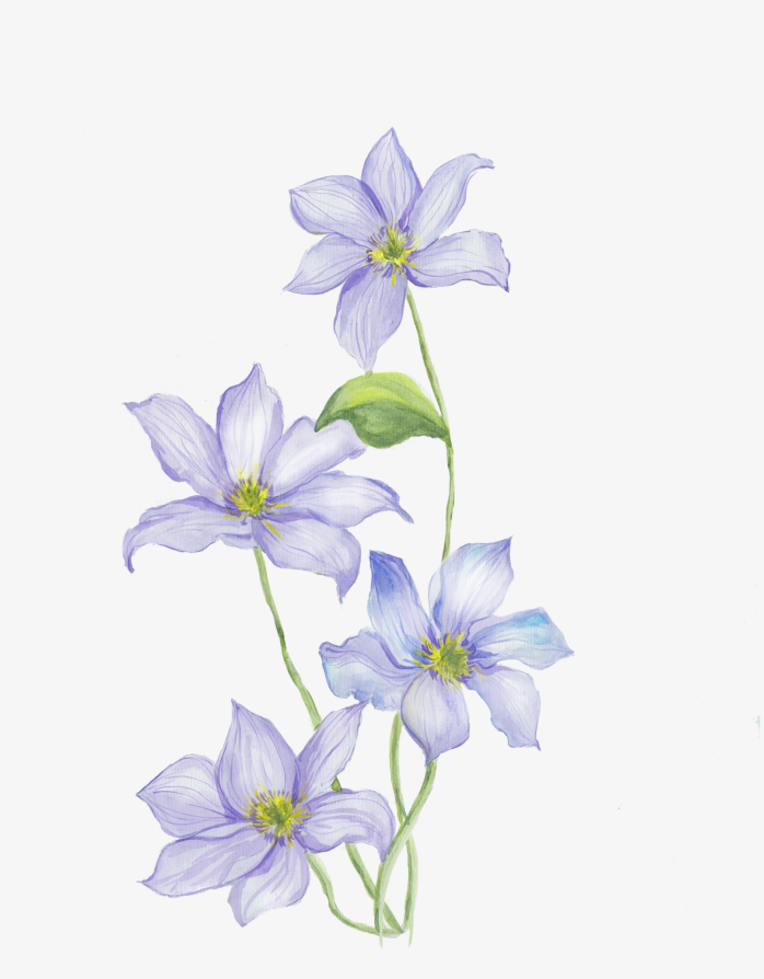手绘水彩花纹唯美