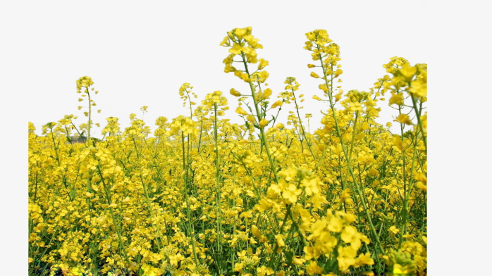 油菜花