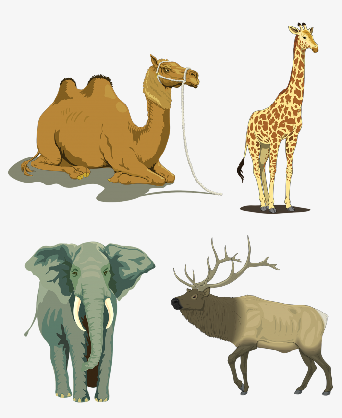 四种动物 骆驼 长颈鹿 大象 驼鹿