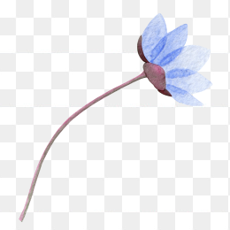 蓝色花