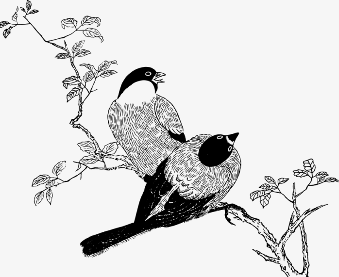 喜鹊 花枝