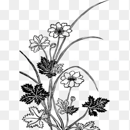 花 线描