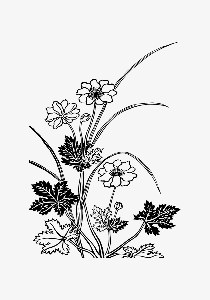 花 线描