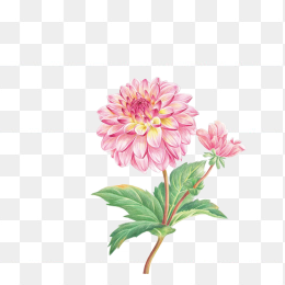 彩铅花