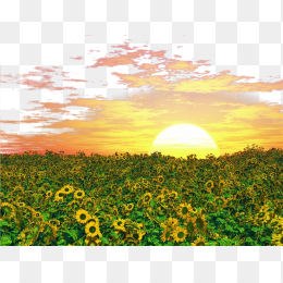 太阳花风景元素