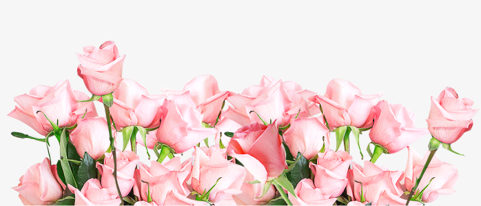 清新唯美粉色玫瑰花丛png透明无水印高清免抠矢量图片素材