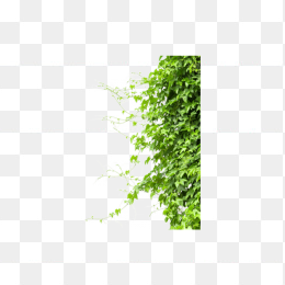 绿色清新树叶背景