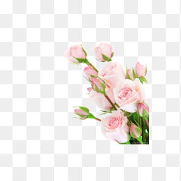 粉色花苞玫瑰花绿叶