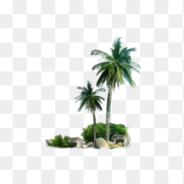 椰树林