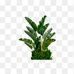 芭蕉树