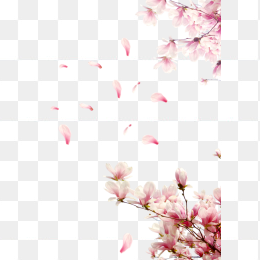 桃花花瓣 节日 鲜花