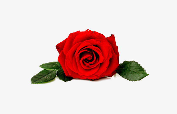 玫瑰花