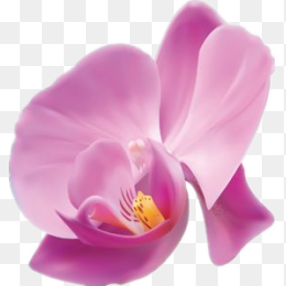 手绘花朵、蝴蝶结