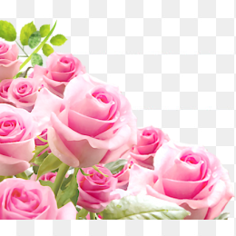 一束粉色玫瑰花