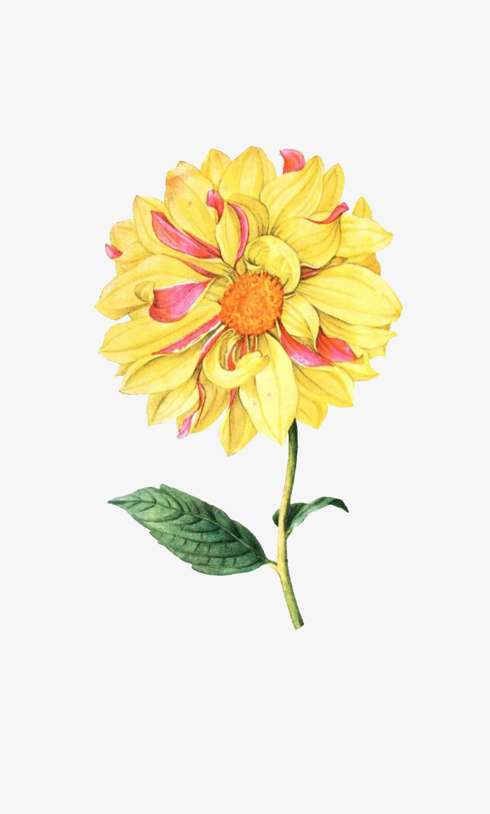 矢量手绘花